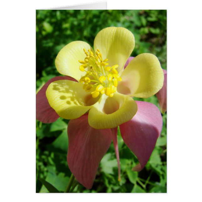 Splendore (Voorkant)