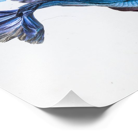 Splish Splash Betta Fish Foto Afdruk (Hoek)