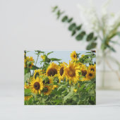 Spoelzonnebloemen Briefkaart (Staand voorkant)