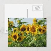 Spoelzonnebloemen Briefkaart (Voorkant / Achterkant)