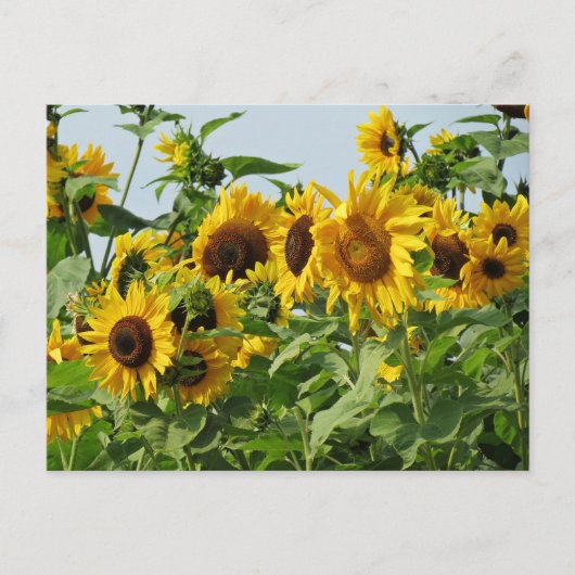 Spoelzonnebloemen Briefkaart (Voorkant)