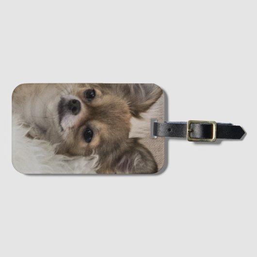 Spoilt Chihuahua Relaxing Bagagelabel (Voorkant (horizontaal))