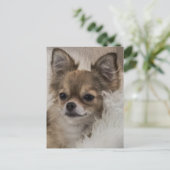 Spoilt Chihuahua Relaxing Briefkaart (Staand voorkant)