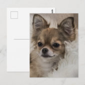 Spoilt Chihuahua Relaxing Briefkaart (Voorkant / Achterkant)