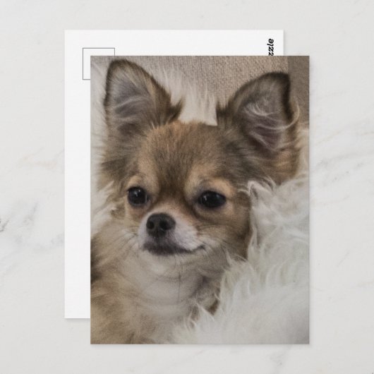 Spoilt Chihuahua Relaxing Briefkaart (Voorkant / Achterkant)