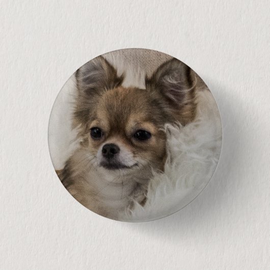 Spoilt Chihuahua Relaxing Ronde Button 3,2 Cm (Voorkant)