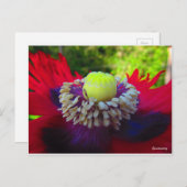 Spontaneity Briefkaart (Voorkant / Achterkant)