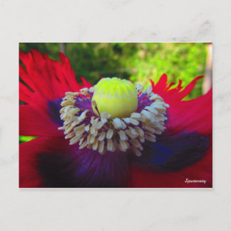 Spontaneity Briefkaart