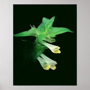 Spookachtig Witte Bos Wilde Bloem Close-up Poster