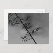 Spooky Bird op Limb Silhouette Zwart en Wit Briefkaart (Voorkant / Achterkant)