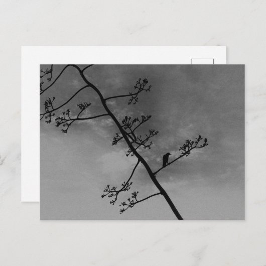 Spooky Bird op Limb Silhouette Zwart en Wit Briefkaart (Voorkant / Achterkant)