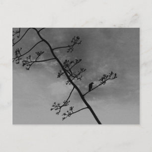 Spooky Bird op Limb Silhouette Zwart en Wit Briefkaart