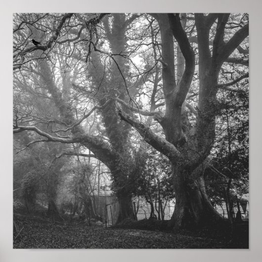 Spooky Forest Black en White Photography Poster (Voorkant)