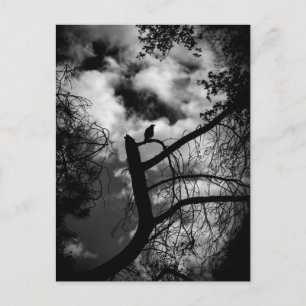 Spooky Raven in Tree Briefkaart
