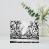 Spooky Row of Trees Briefkaart (Staand voorkant)