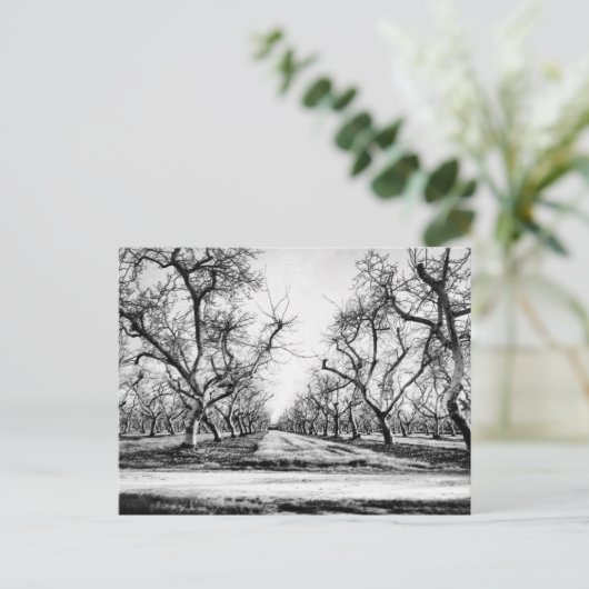 Spooky Row of Trees Briefkaart (Staand voorkant)