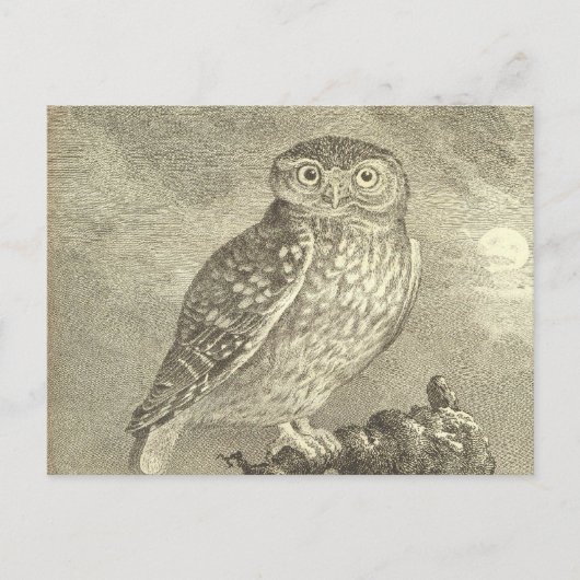 Spooky  Screech Owl Halloween Wenskaart Briefkaart (Voorkant)