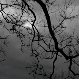 SPOOKY TREES HAPPY HALLOWEEN Gevouwen Wenskaart Kaart