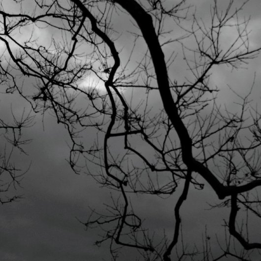 SPOOKY TREES HAPPY HALLOWEEN Gevouwen Wenskaart Kaart