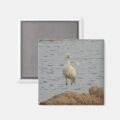 Spoonbill Bird Magneet (Voorkant / Achterkant)