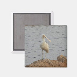 Spoonbill Bird Magneet