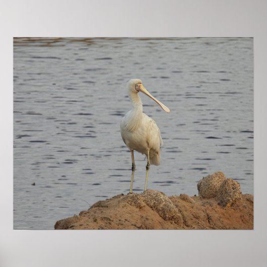 Spoonbill Bird Poster (Voorkant)