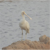 Spoonbill Bird Sticker (Voorkant)