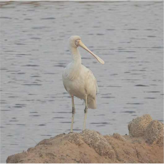 Spoonbill Bird Sticker (Voorkant)