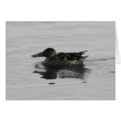 Spoonbill Duck (Voorkant Horizontaal)