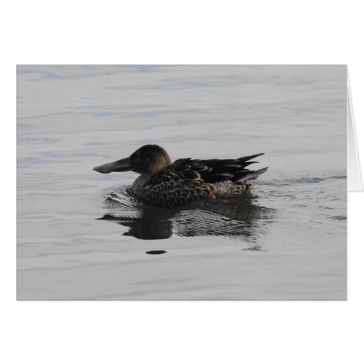 Spoonbill Duck (Voorkant Horizontaal)