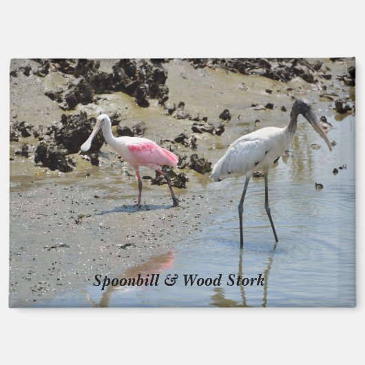 Spoonbill en houtooievaar in het wild magneet (Voorkant)