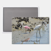 Spoonbill en houtooievaar in het wild magneet (Voorkant / Achterkant)