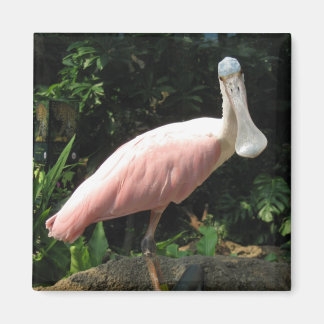 Spoonbill Magneet