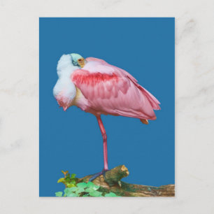 Spoonbill on One Leg Briefkaart