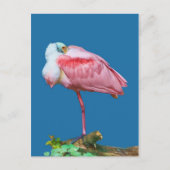 Spoonbill on One Leg Briefkaart (Voorkant)