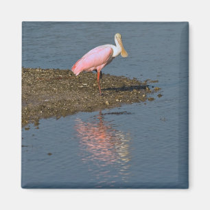 Spoonbill reflectie Magnet