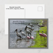 Spoonbills in het wild feestdagenkaart (Voorkant / Achterkant)
