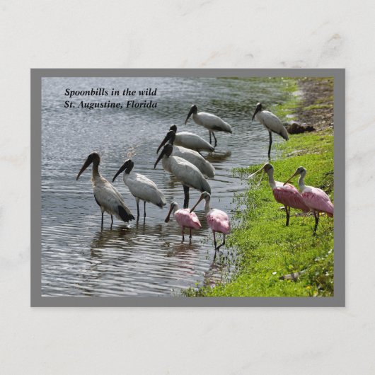 Spoonbills in het wild feestdagenkaart (Voorkant)