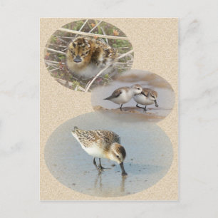 Spoonnavelige Sandpiper-kaart Briefkaart