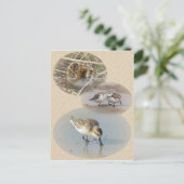 Spoonnavelige Sandpiper-kaart Briefkaart (Staand voorkant)