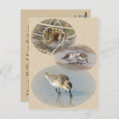 Spoonnavelige Sandpiper-kaart Briefkaart (Voorkant / Achterkant)