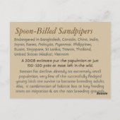 Spoonnavelige Sandpiper-kaart Briefkaart (Achterkant)