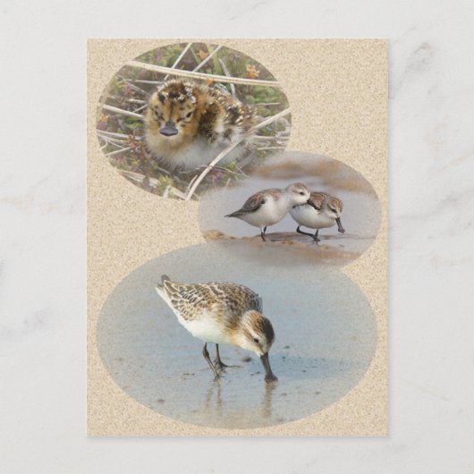 Spoonnavelige Sandpiper-kaart Briefkaart (Voorkant)