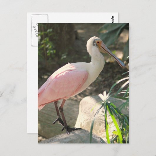 Spoonvogel Briefkaart (Voorkant / Achterkant)