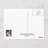 Spoonvogel Briefkaart (Achterkant)