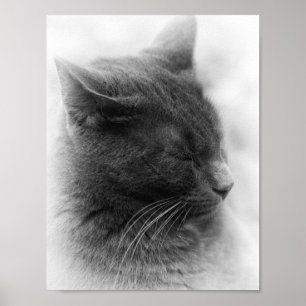 Spoor de Prachtige Grijze Imperieuze Kat Poster