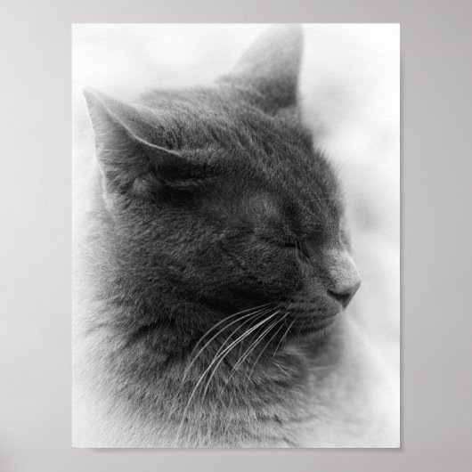 Spoor de Prachtige Grijze Imperieuze Kat Poster (Voorkant)