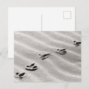 Sporen in de Zandfoto van de Natuur Briefkaart