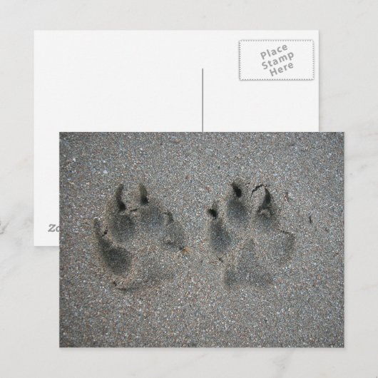 Sporen van honden in zand briefkaart (Voorkant / Achterkant)