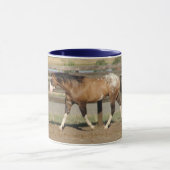 sportaloosa stallion bradford mok (Midden)